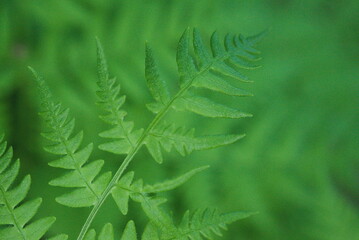 close up of fern layered