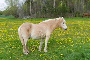 Obraz premium white horse in the meadow