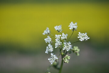White flower in front of yellow meadow