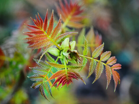 A close-up shot of Honeybush tea leaves, showcasing their texture and color