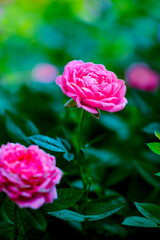 Flower Series : Close up of blooming rose in a shady garden