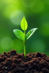 Tiny coffee plants emerge, beautiful green leaves , tiny, springtime