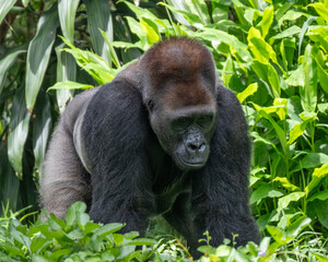 Gorila 