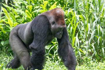 Obraz premium Gorila 