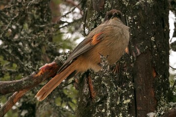 Unglückshäher, Siberian jay (Perisoreus infaustus)