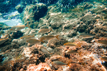 Peces nadando en el fondo del mar