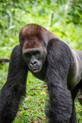 Gorila 