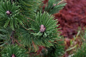 Pinus mugo in the mountains. Closeup photo.
