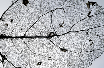 Dry leaf close-up on a plain background, veins and structure, detail, backlight, macro photography