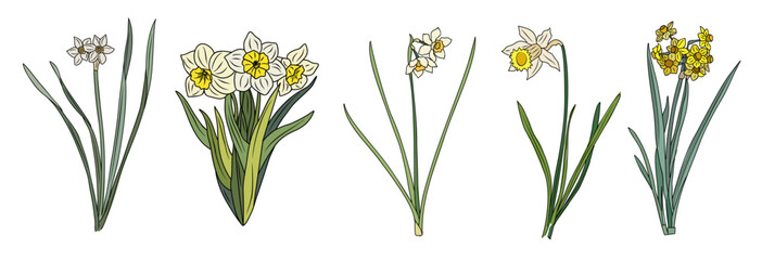 Set of daffodil March birth month flower colorful vector illustration. Modern minimalist hand drawn design for logo, tattoo, packaging, card, wall art, poster. Colored line art isolated on white.