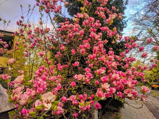 Magnolia tree near the sidewalk.