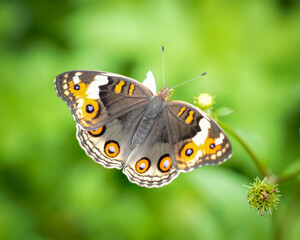 butterfly on a yellow flower