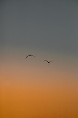 dos gaviotas volando en el atardecer con el cielo degradado