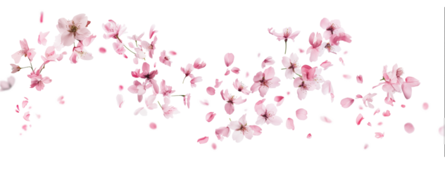 Pink cherry blossoms petals blowing in the air. Natural flow movement isolated on against transparent background.
