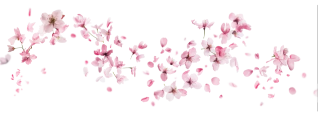  Pink cherry blossoms petals blowing in the air. Natural flow movement isolated on against transparent background. © Ton Photographer4289