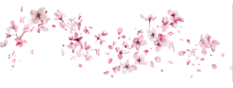 Pink cherry blossoms petals blowing in the air. Natural flow movement isolated on against transparent background.