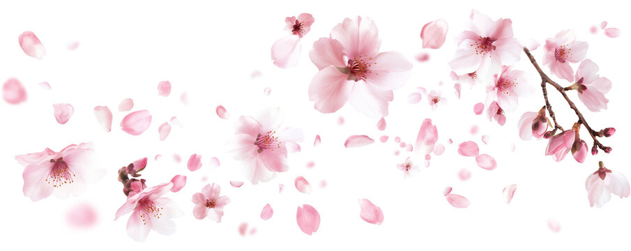Pink cherry blossoms petals blowing in the air. Natural flow movement isolated on against transparent background.