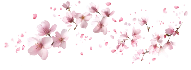 Selbstklebende Fototapeten Pink cherry blossoms petals blowing in the air. Natural flow movement isolated on against transparent background. © Ton Photographer4289