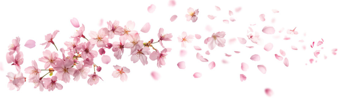 Fototapeta Pink cherry blossoms petals blowing in the air. Natural flow movement isolated on against transparent background.