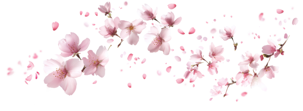 Pink cherry blossoms petals blowing in the air. Natural flow movement isolated on against transparent background.