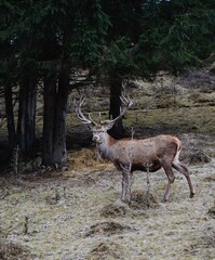 Red deer in the woods in the Carpathian Mountains