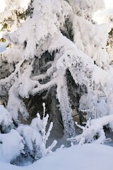 Snow covered trees in the Carpathian mountauns 
