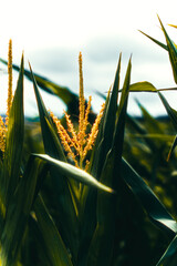 Maíz en el campo