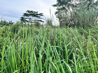 Fototapeta premium green wild grass in the field