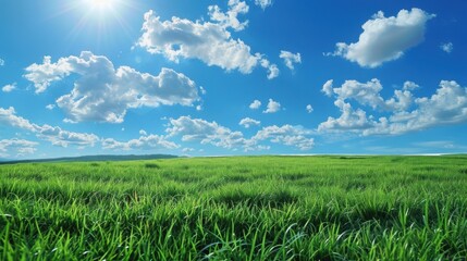 Obraz premium Serene Sunny Day in Lush Green Meadow Under Blue Sky with Puffy Clouds: A Pastoral Landscape