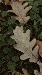Dew-Kissed Oak Leaf on Forest Floor