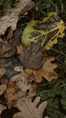 Autumn Leaves in Harmony