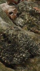 Close-Up of Mossy Tree Roots with Autumn Leaves