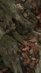 Weathered Tree Roots with Moss and Autumn Leaves