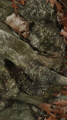 Close-Up of Tree Roots with Moss and Fallen Leaves