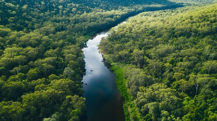 Tranquil Australian Rainforest Scene with Lush Greenery and River