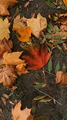 Colorful Autumn Leaves on Ground