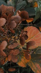 Autumn Hydrangea and Fall Leaves