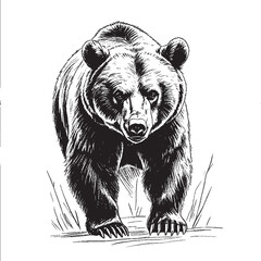 Magical Bear Vector art 