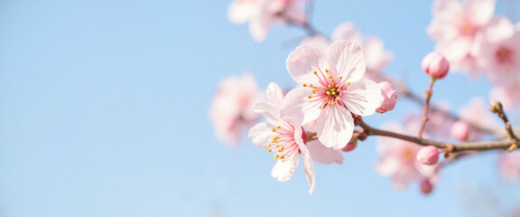 Delicate cherry blossom in bloom against clear blue sky, spring beauty