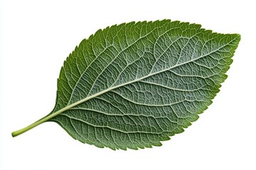 Obraz premium A green leaf with a yellow stem on a white background