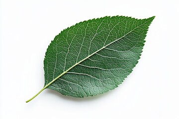 Obraz premium A green leaf with a yellow stem on a white background