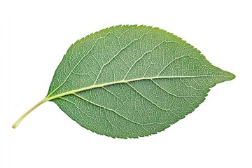 A green leaf with a yellow stem on a white background