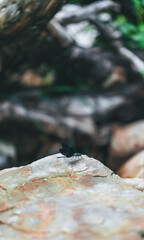 Libélula sobre roca 