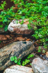 Libélula sobre roca en el río