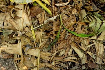Above dry leaves of banana on the ground. Layers of leaves piled up from pruning.