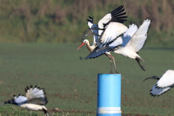 volo