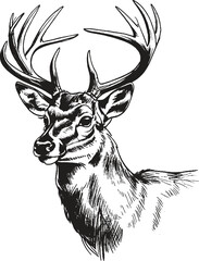 A Magical Deer Looking The Other Way