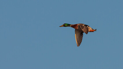 volando 2