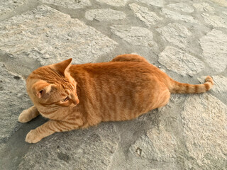 Ginger cat resting on a stone pavement in a rustic outdoor setting. Warm evening light enhances the...