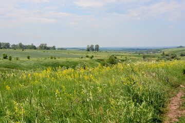 Summer Meadow Landscape with a green field and yellow flowers